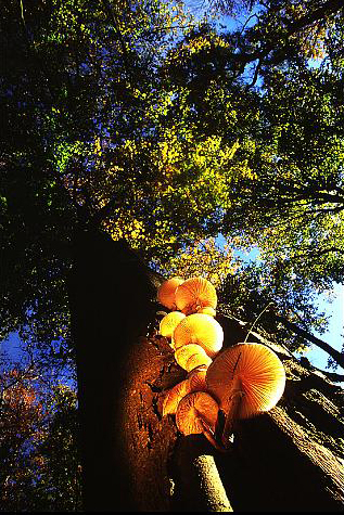 champignons_arbre.jpg