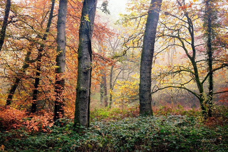 paysage20_11_21n04.jpg