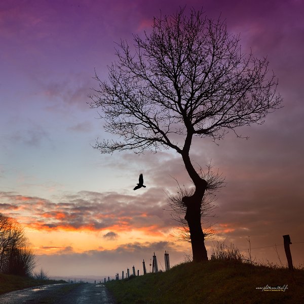 paysage22_02_18n02.jpg