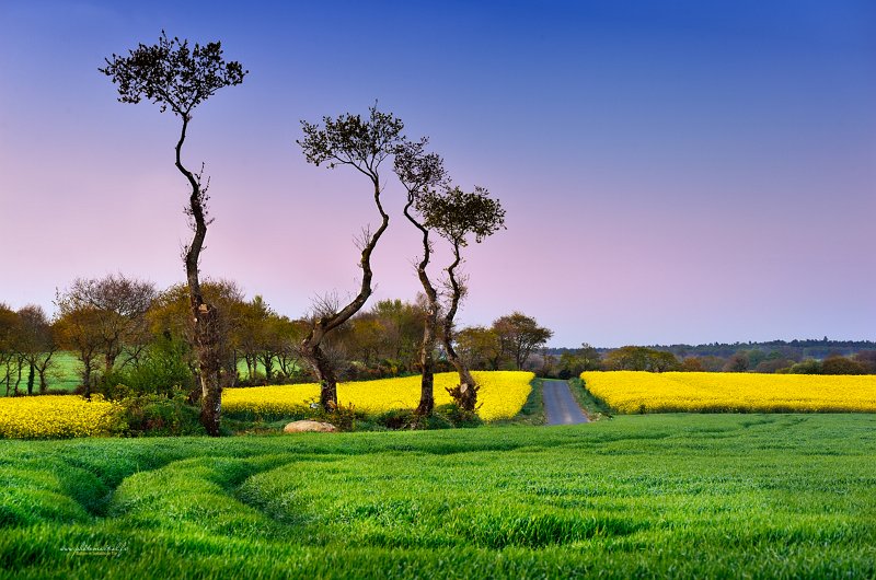 paysage29_04_17n01.jpg