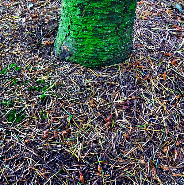 arbre19_06_11n02.jpg - .